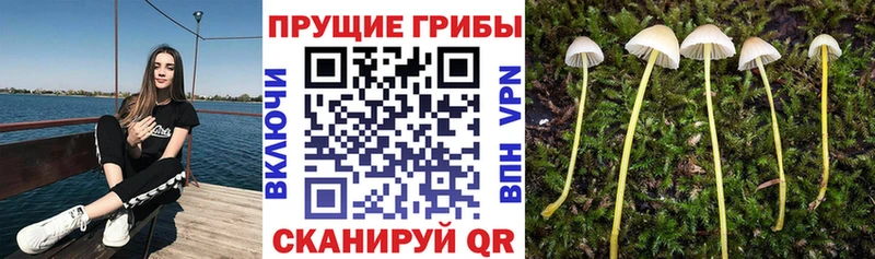 Галлюциногенные грибы прущие грибы  blacksprut маркетплейс  Дрезна  купить  цена 